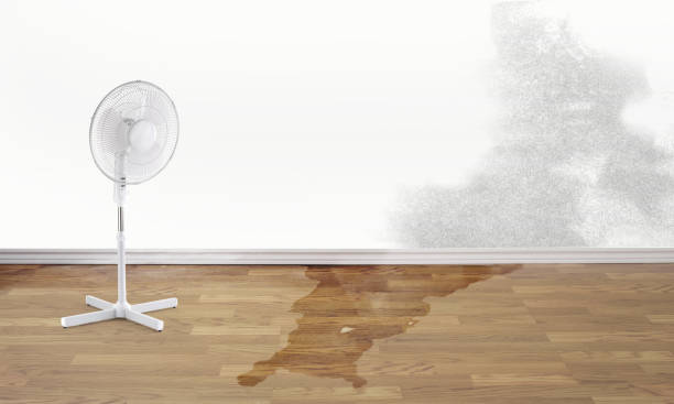 Best Mold removal after water damage  in Delphi, IN